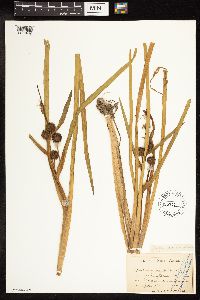 Sparganium androcladum image