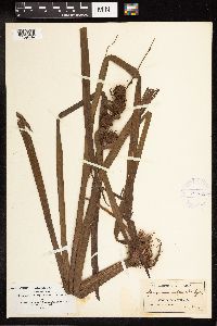 Sparganium androcladum image