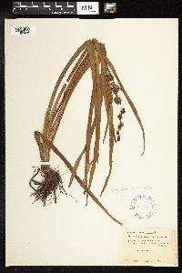 Sparganium androcladum image