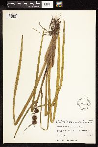 Sparganium androcladum image