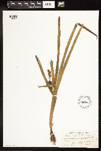 Sparganium androcladum image