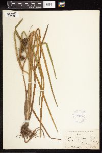 Sparganium androcladum image