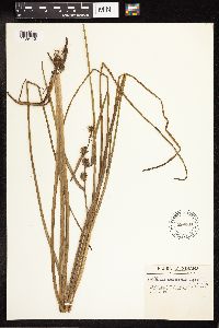 Sparganium androcladum image