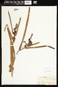 Sparganium androcladum image
