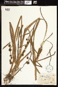 Sparganium emersum image