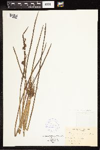 Sparganium angustifolium image