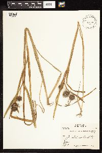 Sparganium angustifolium image