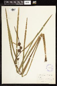Sparganium angustifolium image