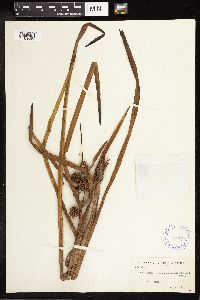 Sparganium angustifolium image