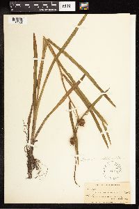 Sparganium angustifolium image