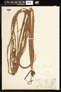 Sparganium angustifolium image