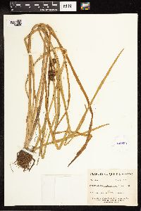 Sparganium angustifolium image