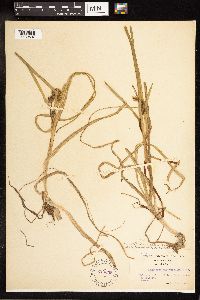 Sparganium angustifolium image