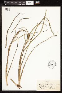 Sparganium angustifolium image