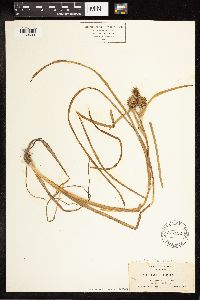 Sparganium angustifolium image