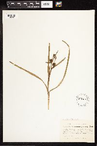 Sparganium angustifolium image