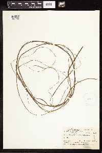 Sparganium angustifolium image