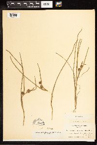 Sparganium angustifolium image