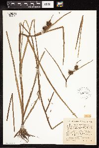 Sparganium angustifolium image