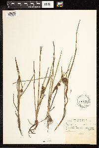Sparganium angustifolium image