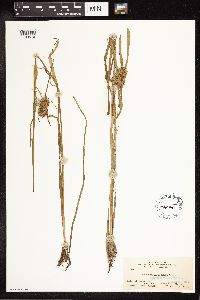 Sparganium angustifolium image