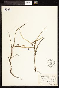 Sparganium angustifolium image