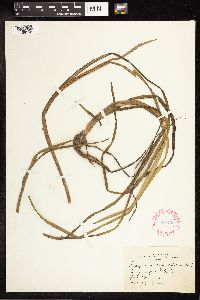 Sparganium angustifolium image