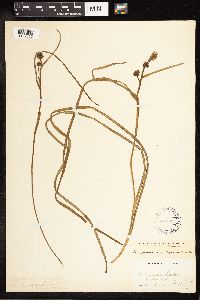 Sparganium angustifolium image