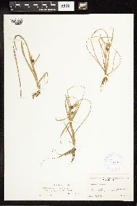 Sparganium angustifolium image