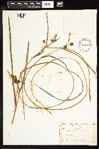 Sparganium angustifolium image