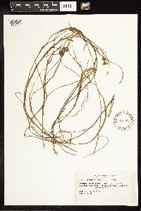 Sparganium angustifolium image