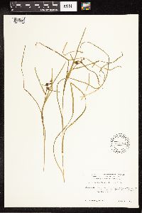 Sparganium angustifolium image