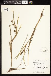Sparganium angustifolium image