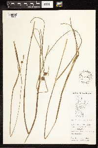 Sparganium angustifolium image