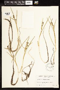 Sparganium angustifolium image