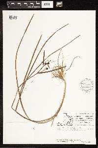 Sparganium angustifolium image