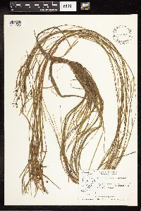 Sparganium angustifolium image