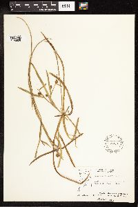 Sparganium angustifolium image