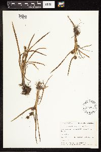 Sparganium angustifolium image