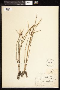 Sparganium angustifolium image