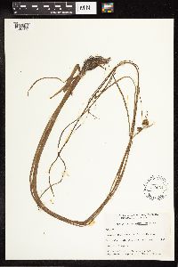 Sparganium angustifolium image