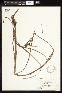 Sparganium angustifolium image