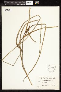 Sparganium angustifolium image