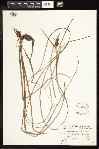 Sparganium angustifolium image