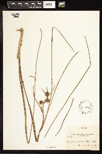 Sparganium angustifolium image