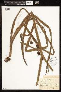 Sparganium angustifolium image