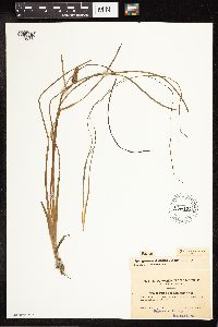 Sparganium angustifolium image