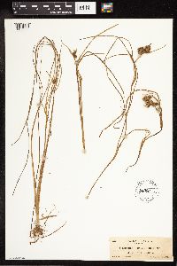 Sparganium angustifolium image