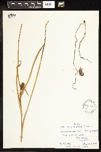 Sparganium angustifolium image