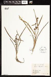 Sparganium angustifolium image